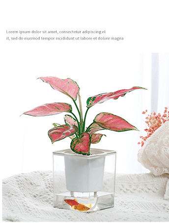 Self Watering Square Planter Plastic Flower Pot Clear Glass Hydroponic Flower-Pot