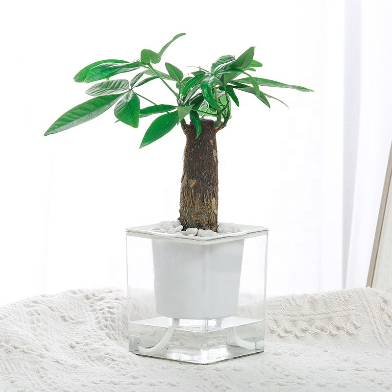 Self Watering Square Planter Plastic Flower Pot Clear Glass Hydroponic Flower-Pot