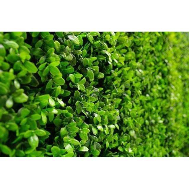Dense Buxus Artificial Hedge Tile / Fake Vertical Garden 1m X 1m UV Resistant