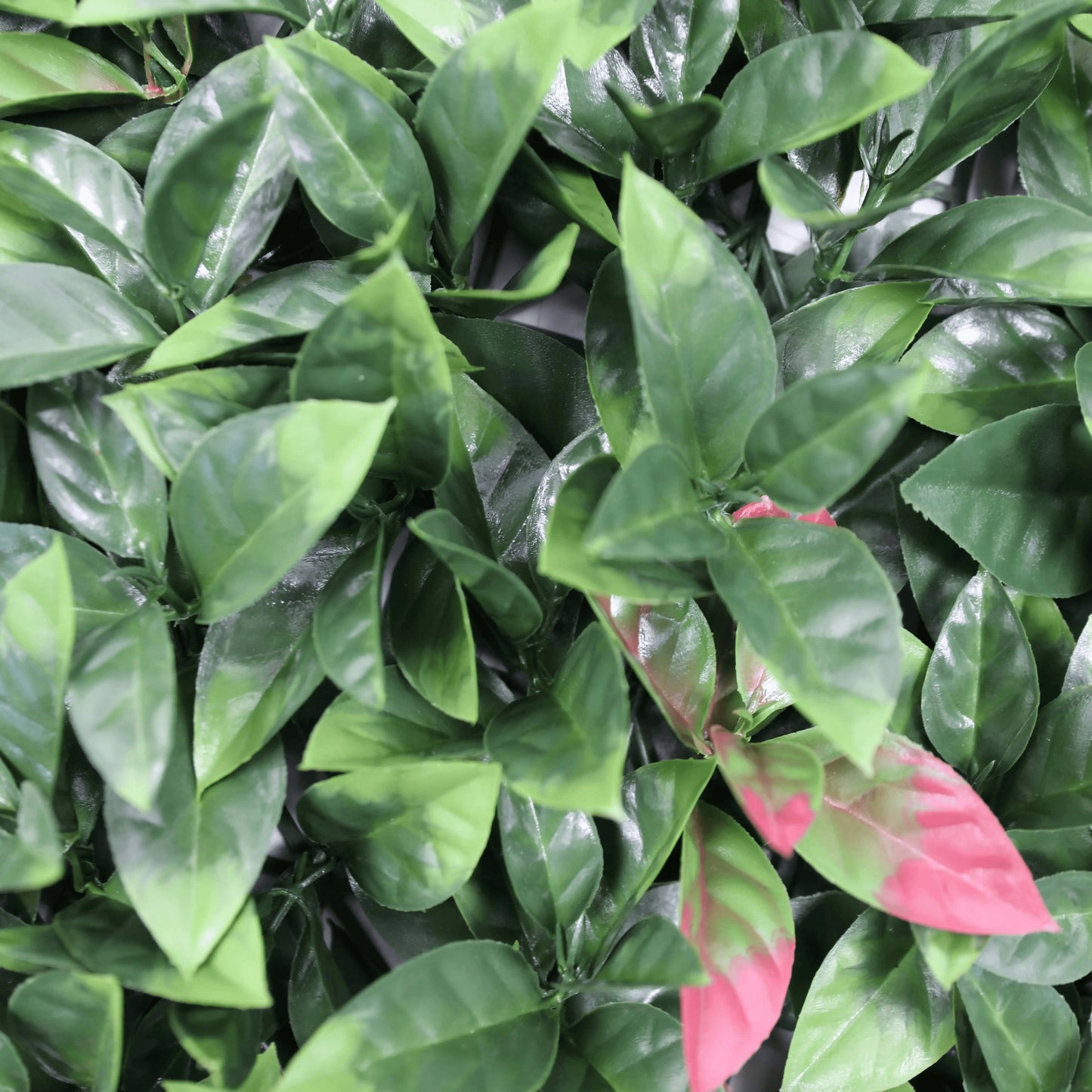 Photinia Artificial Hedge Panel / Fake Vertical Garden 1m X 1m UV Resistant